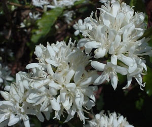 Florada Varginha 3