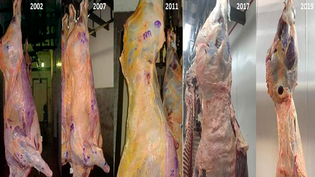 Corte de Carne - 2002 - 2019 - 16:9