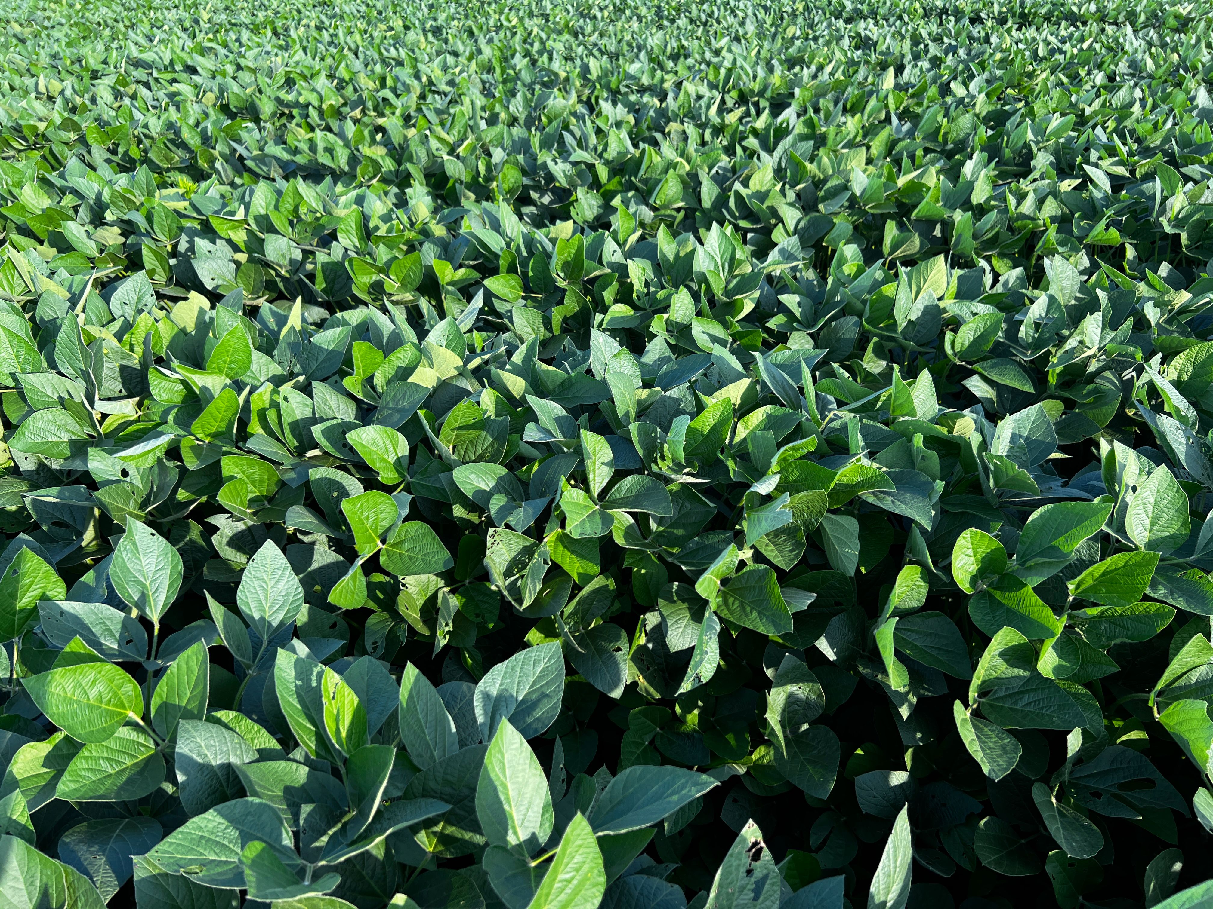 Nitro lança Elmo Max, solução biológica avançada no controle de nematoides