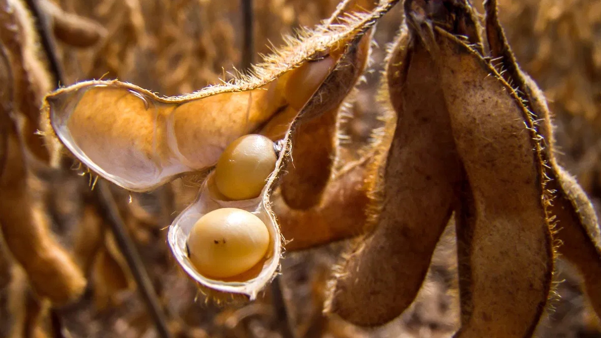 Soja e farelo voltam a ceder em Chicago nesta 3ª feira, realizando lucros após recentes ganhos