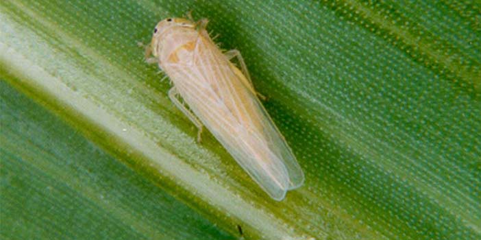 Cigarrinha-do-milho causa prejuízo de 25,8 bilhões de dólares ao País em quatro anos
