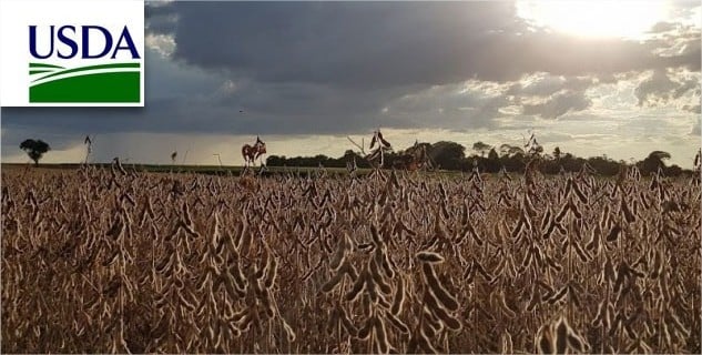 USDA informa nova venda de soja para China com volumes da safra 26/27