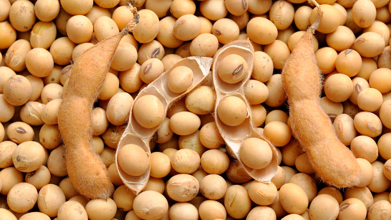 Rabobank eleva previsão de safra de soja do Brasil para 181 mi t