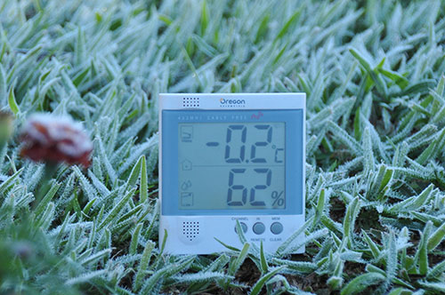 Geada em Palotina/PR - Foto Almir Trevisan 8