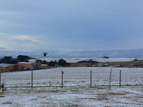 Geada em Guarapuava/PR - Foto Betoagro 2