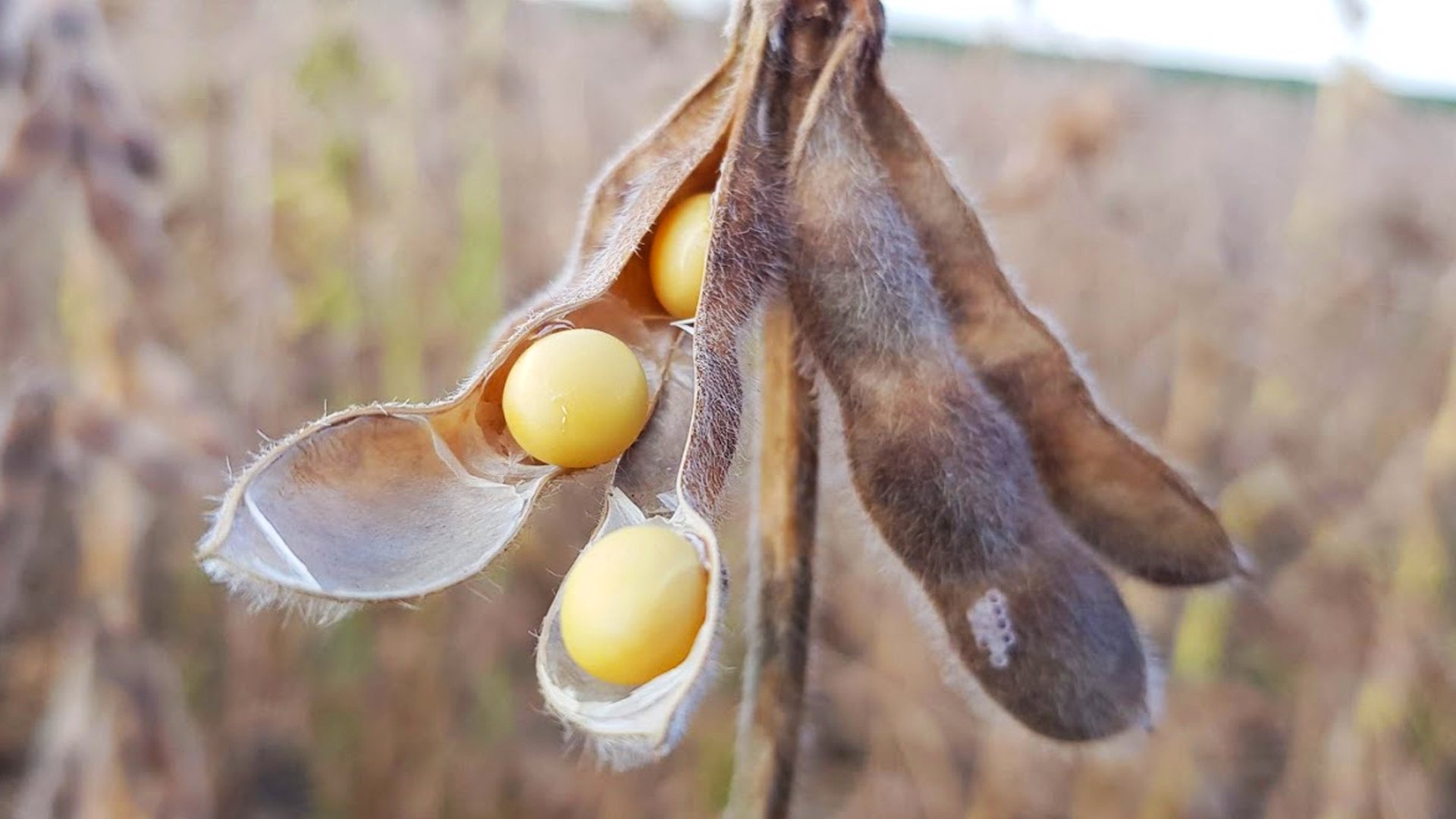 Soja tem leves altas nesta manhã de 2ª feira em Chicago e contrato janeiro testa os US$ 11,20/bushel