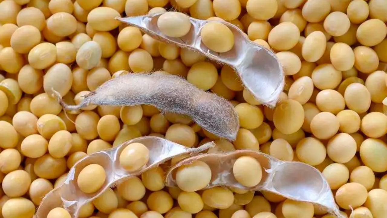 Soja sobe quase 1% em Chicago acompanhando óleo e atraso de plantio nos EUA