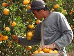 Citricultura gera 51,7 mil empregos na safra 2025-2026