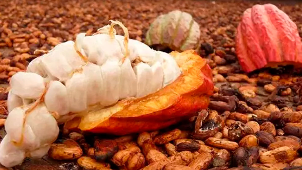 Cacau registra perdas semanais de dois dígitos; café também recua