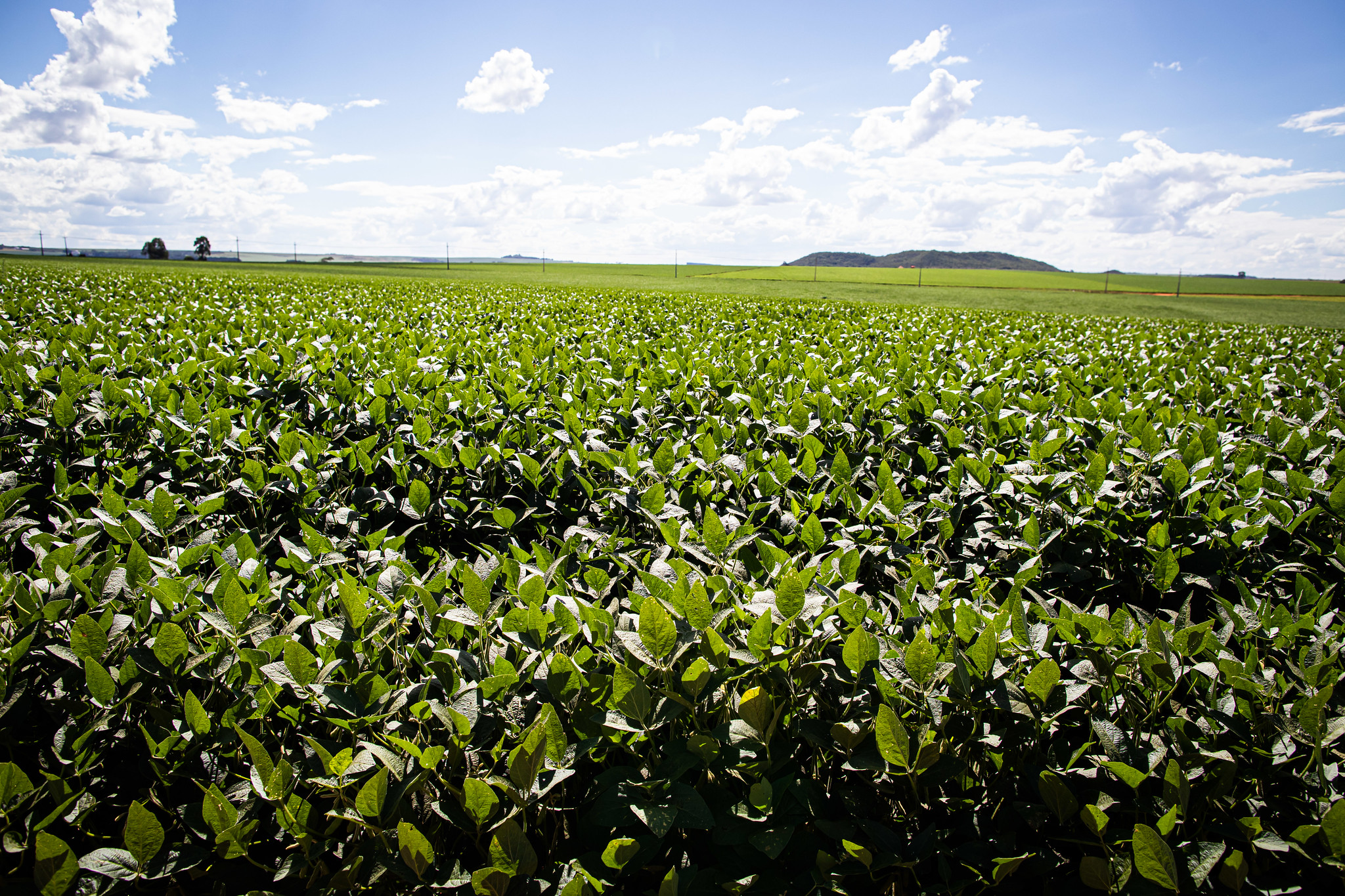 Expansão de área plantada de soja com Brasil deve ser "limitada" em 25/26, diz Rabobank