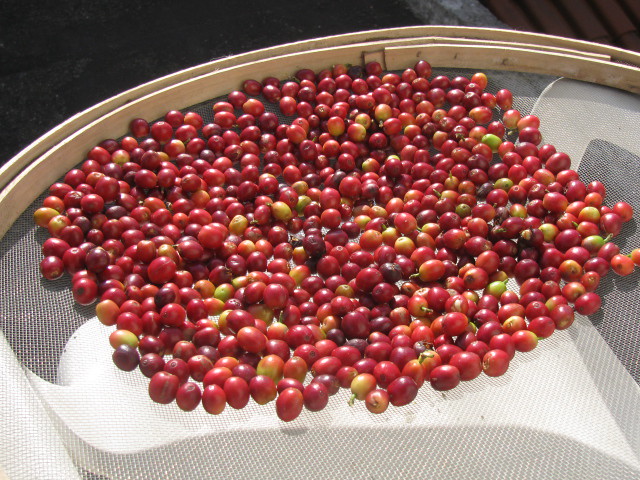 Preços do café oscilam forte nesta 4ª feira (03), e recuavam moderadamente no início da tarde