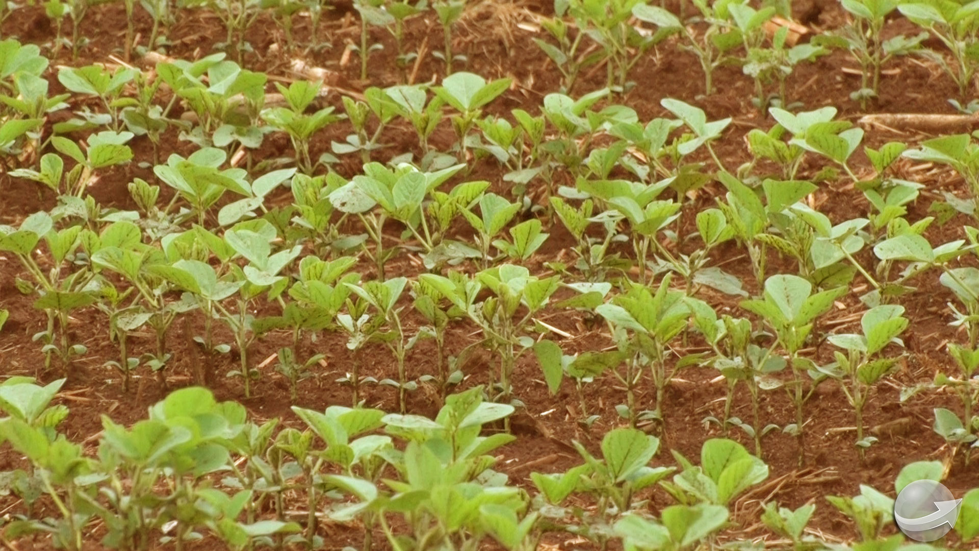 Avalie A Dimensao Das Areas Plantadas De Soja