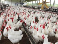Brasil exporta 492,6 mil toneladas de carne de frango em agosto