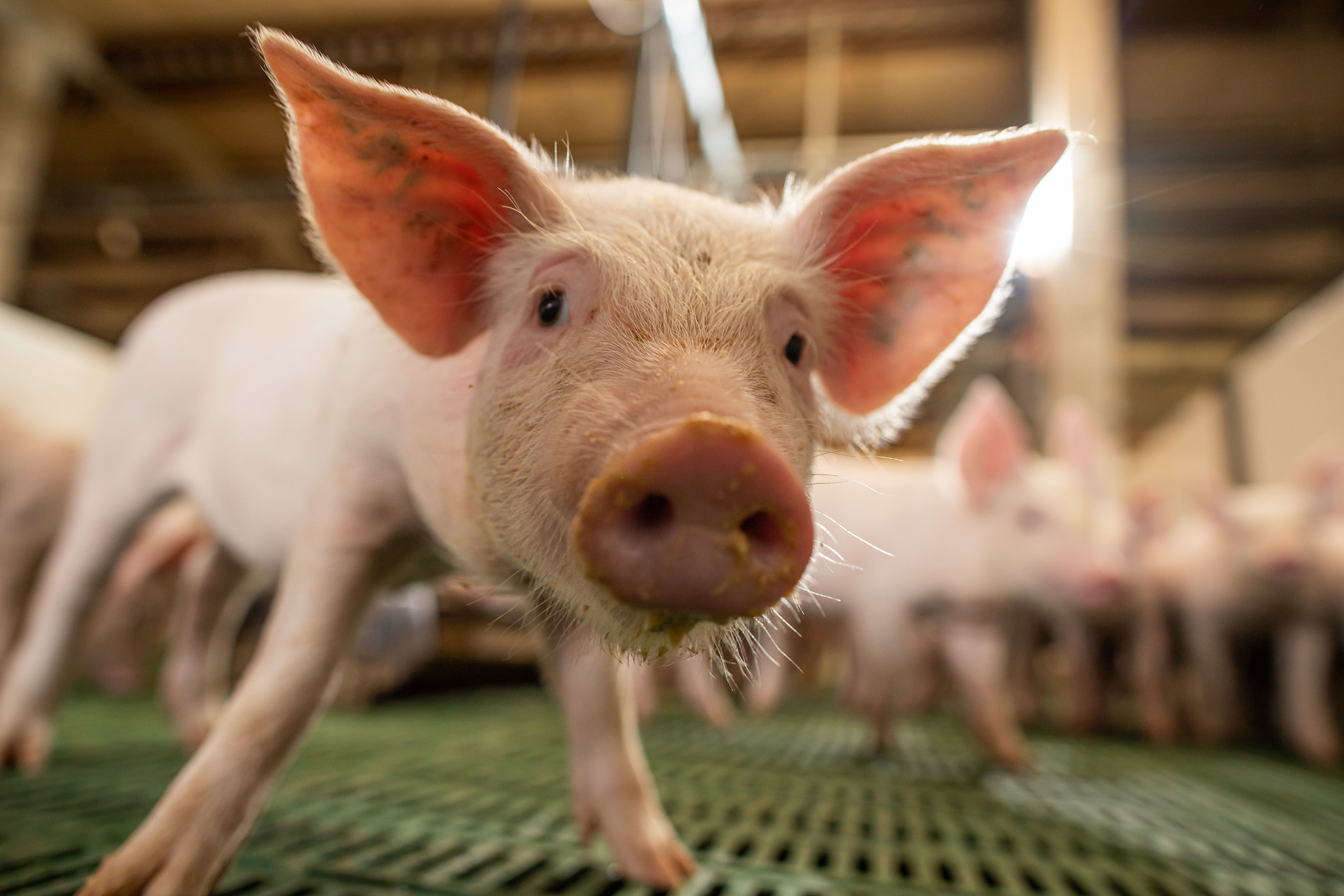 Suínos/Cepea: Vivo acumula desvalorização acima de 30% em 2026