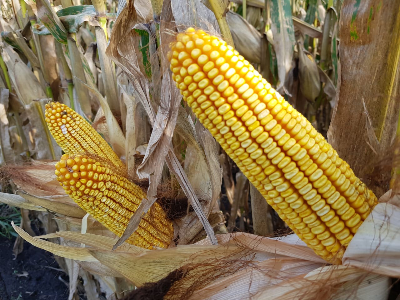 Futuros do milho abrem a segunda-feira com leves ganhos na B3