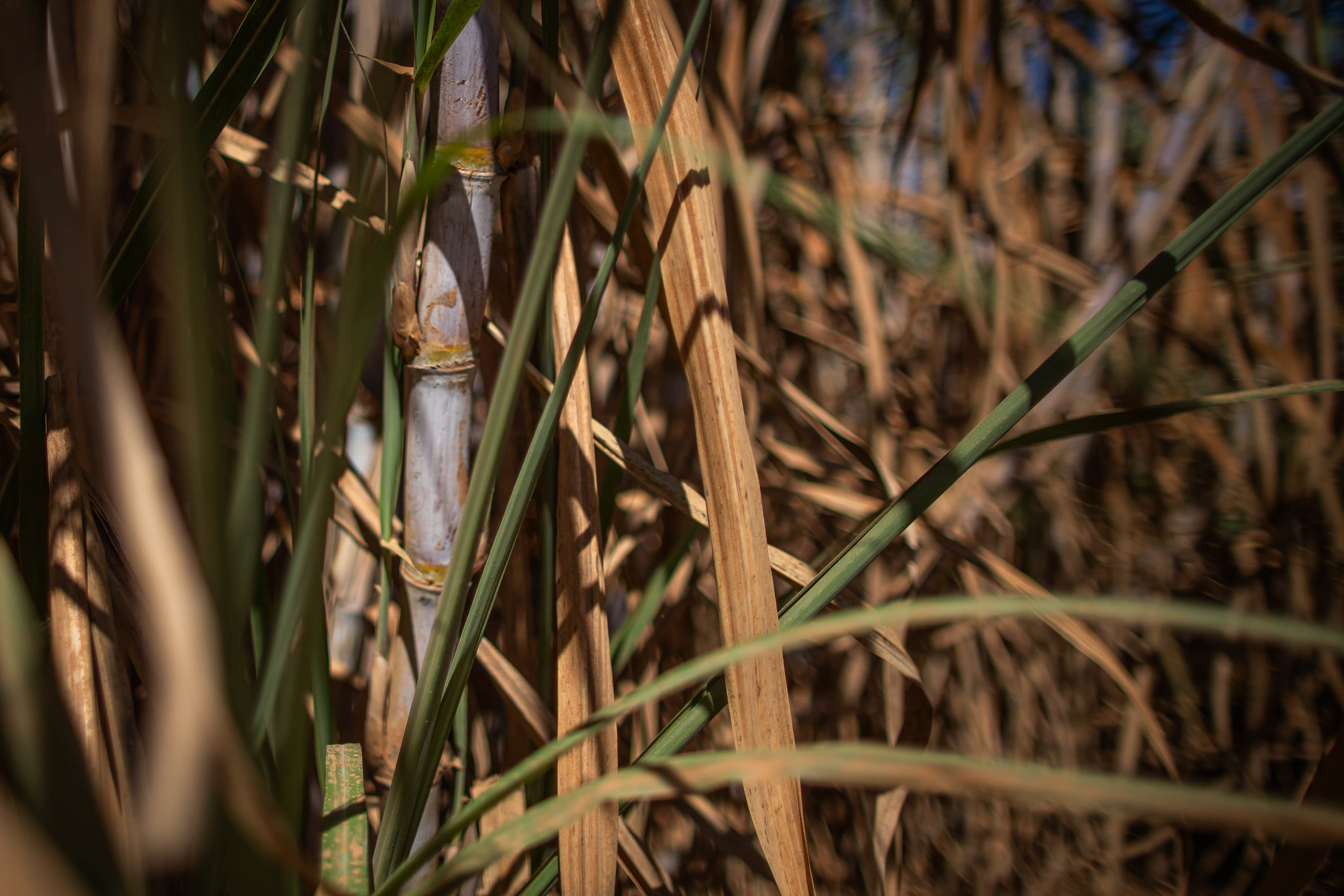 Agro: produção de cana-de-açúcar no Centro-Sul revela concentração regional e polos municipais com produção elevada produção