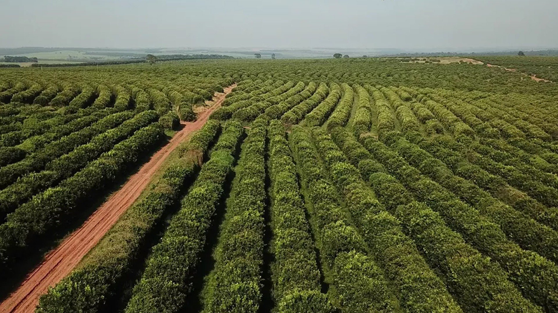 Chuva abaixo da média preocupa mercado do café e acumulado em outubro é o menor dos últimos 4 anos na região de Três Corações/MG