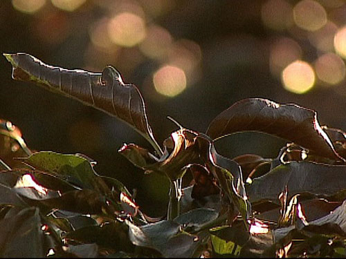 Geada Negra - Foto G1