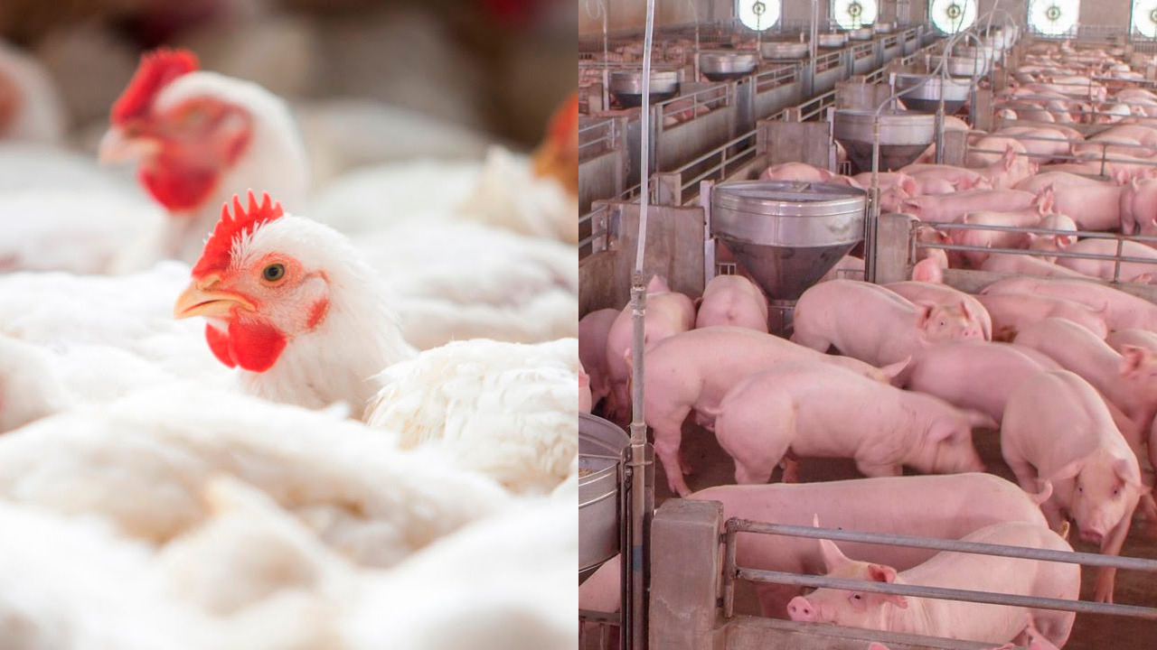 antibióticos promotores de crescimento