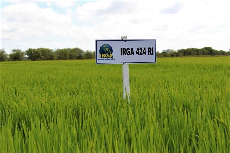 Irga Rice Arroz: IRGA 424 RI é a cultivar mais utilizada no RS - Notícias Agrícolas