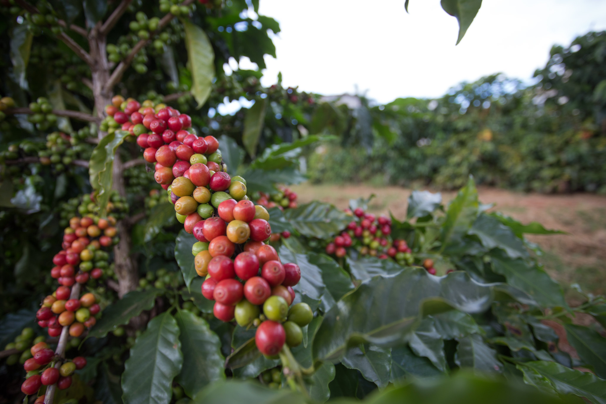 Mercado cafeeiro segue volátil e pressionado pela oferta global na manhã desta 6ª feira (24)