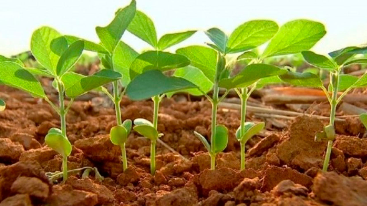 Semeadura da soja está irregular, assim como as chuvas, em Balsas/MA - Notícias Agrícolas
