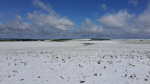 Geada em Guarapuava/PR - Foto Betoagro 3