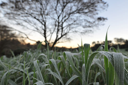 Geada em Palotina/PR - Foto Almir Trevisan 3