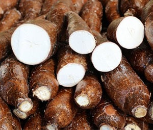 Mandioca/Cepea: Cotações são pressionadas pelo avanço da colheita