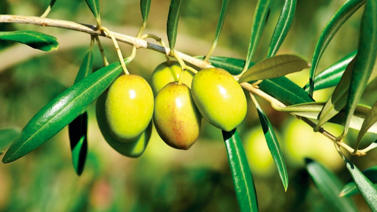 Início da colheita de azeitonas será antecipado Notícias Agrícolas Início da colheita de azeitonas será antecipado Notícias Agrícolas