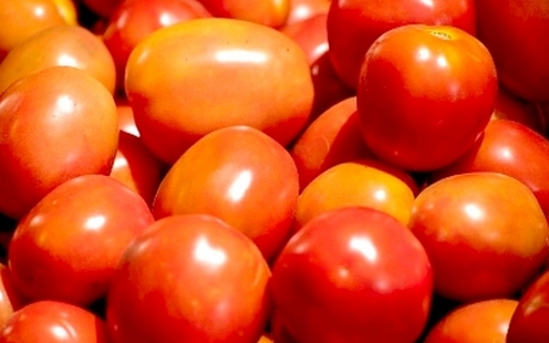 Tomate/Cepea: Paty do Alferes (RJ) finaliza transplantios