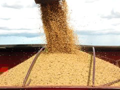 Colheita de soja no RS alcança 10% da área, mas segue atrás da média histórica