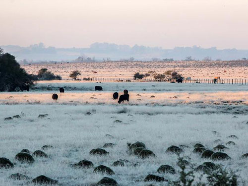 Geada em Santana do Livramento - Foto Terra