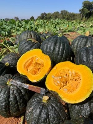 Na produção de cabotiá, florada não é sinônimo de colheita
