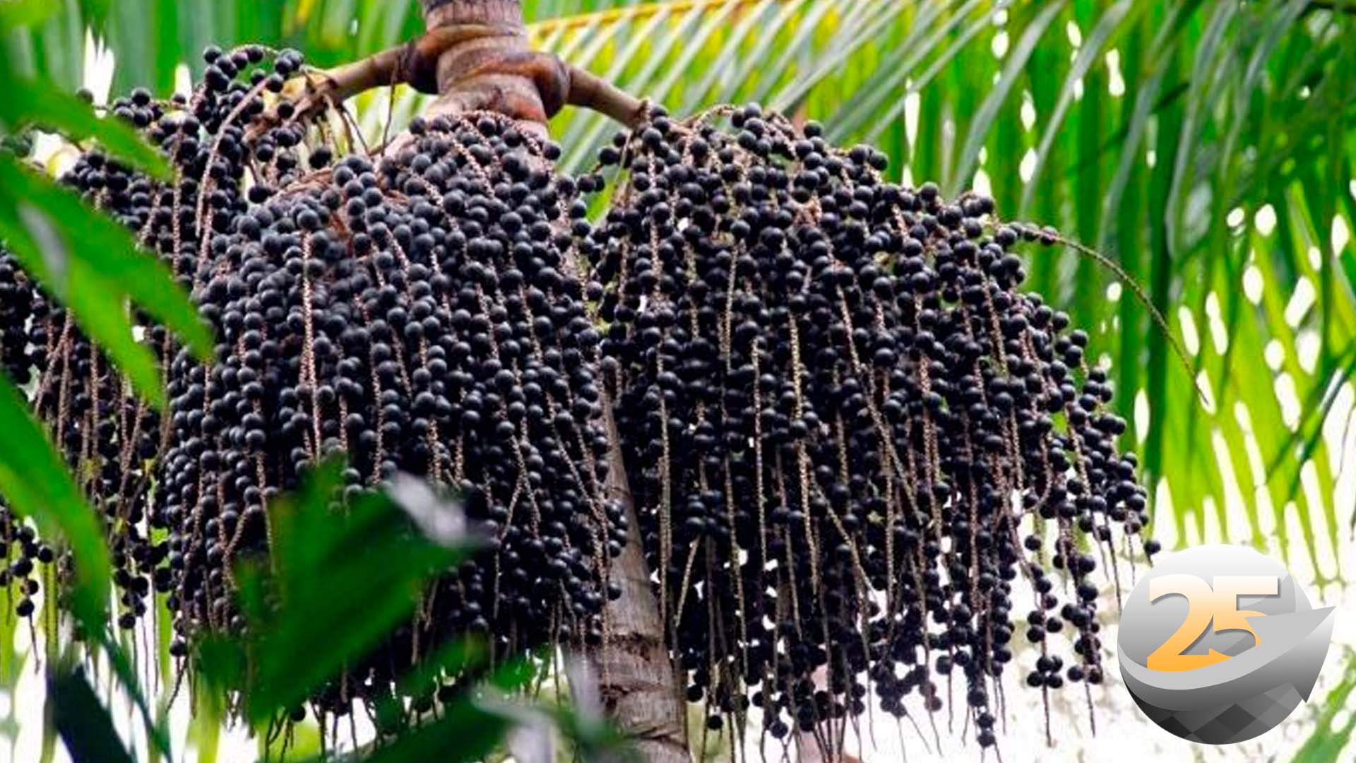 Programa de fomento do açaí inicia adesão de produtores no Pará