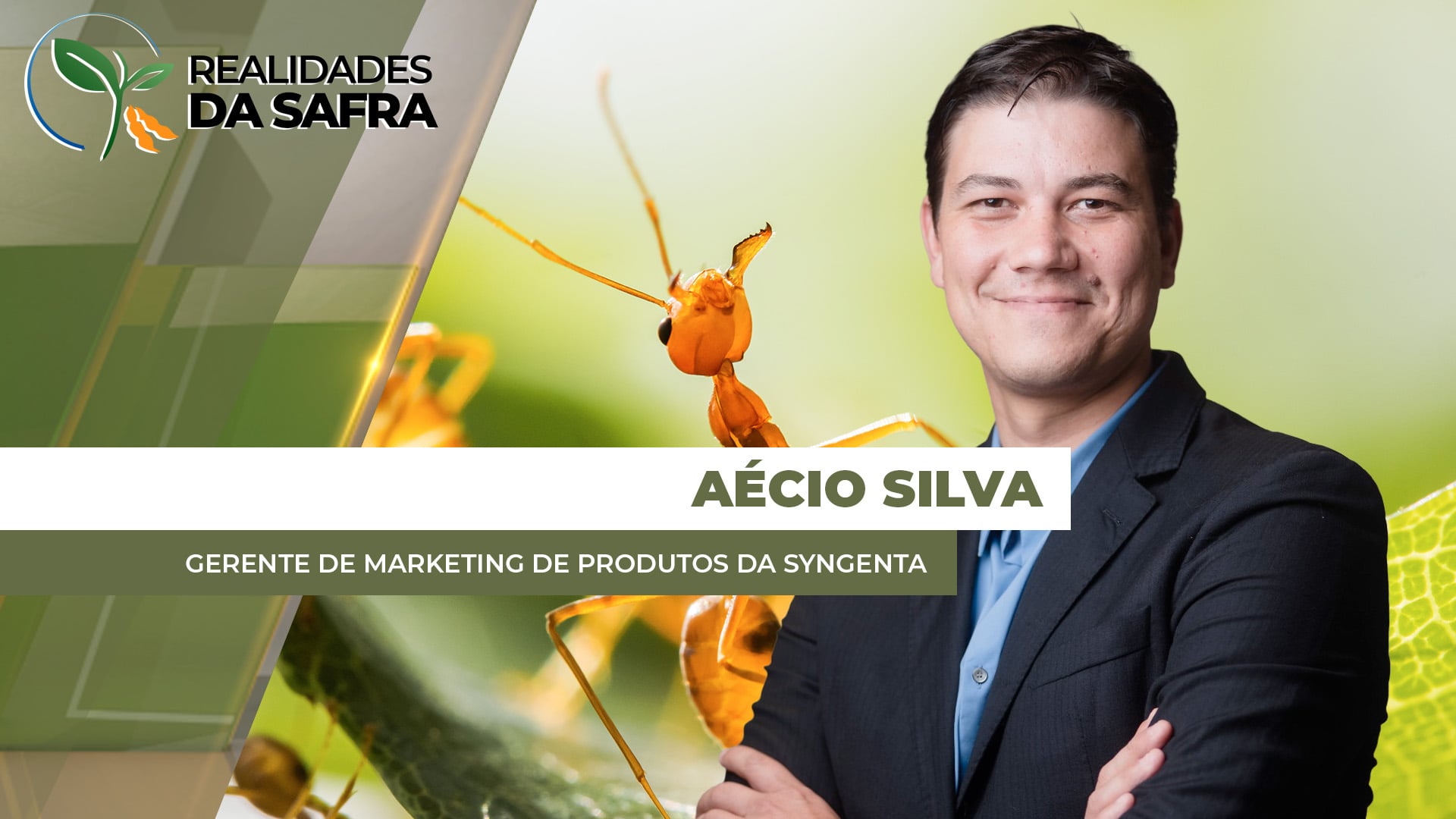 Ataques mais intensos de lagartas no milho e ácaro no algodão precoupam produtores brasileiros