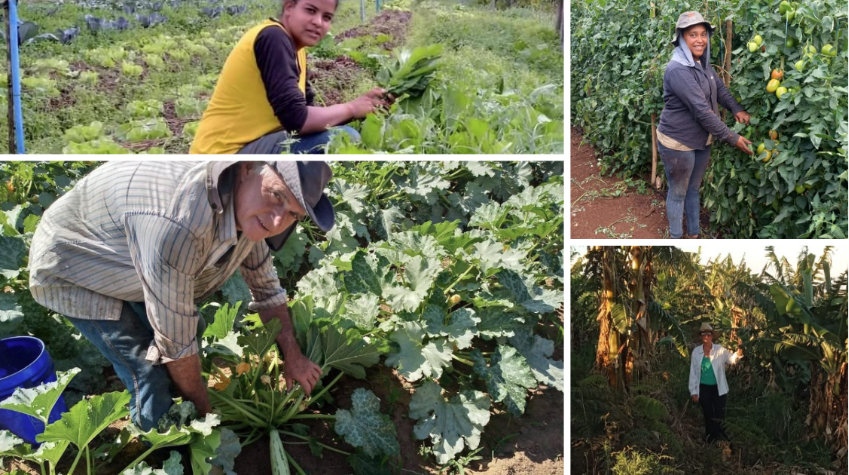 Dia do Agricultor: SP Produz destaca a força da agricultura familiar paulista