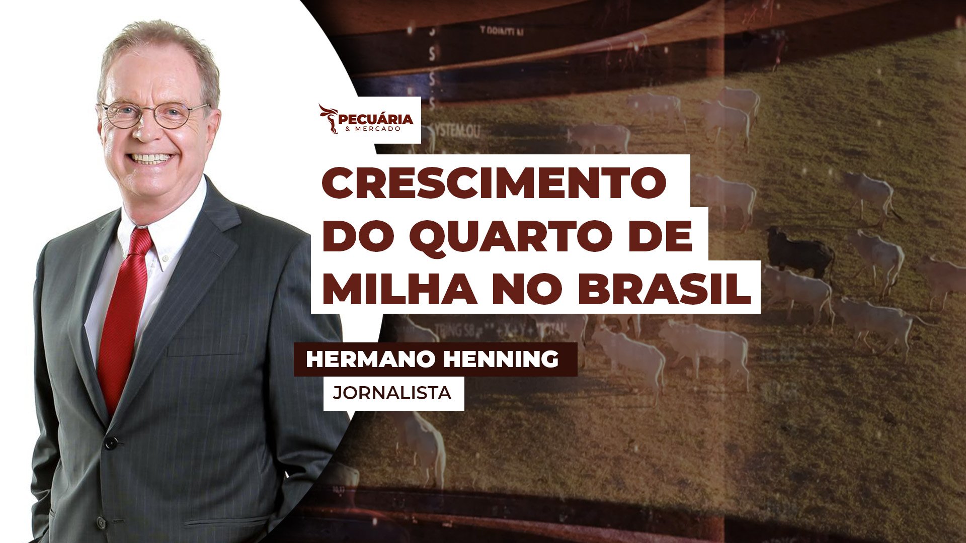 O Quarto de Milha lidera ranking de registros no Brasil com inseminação artificial ajudando na disseminação da raça