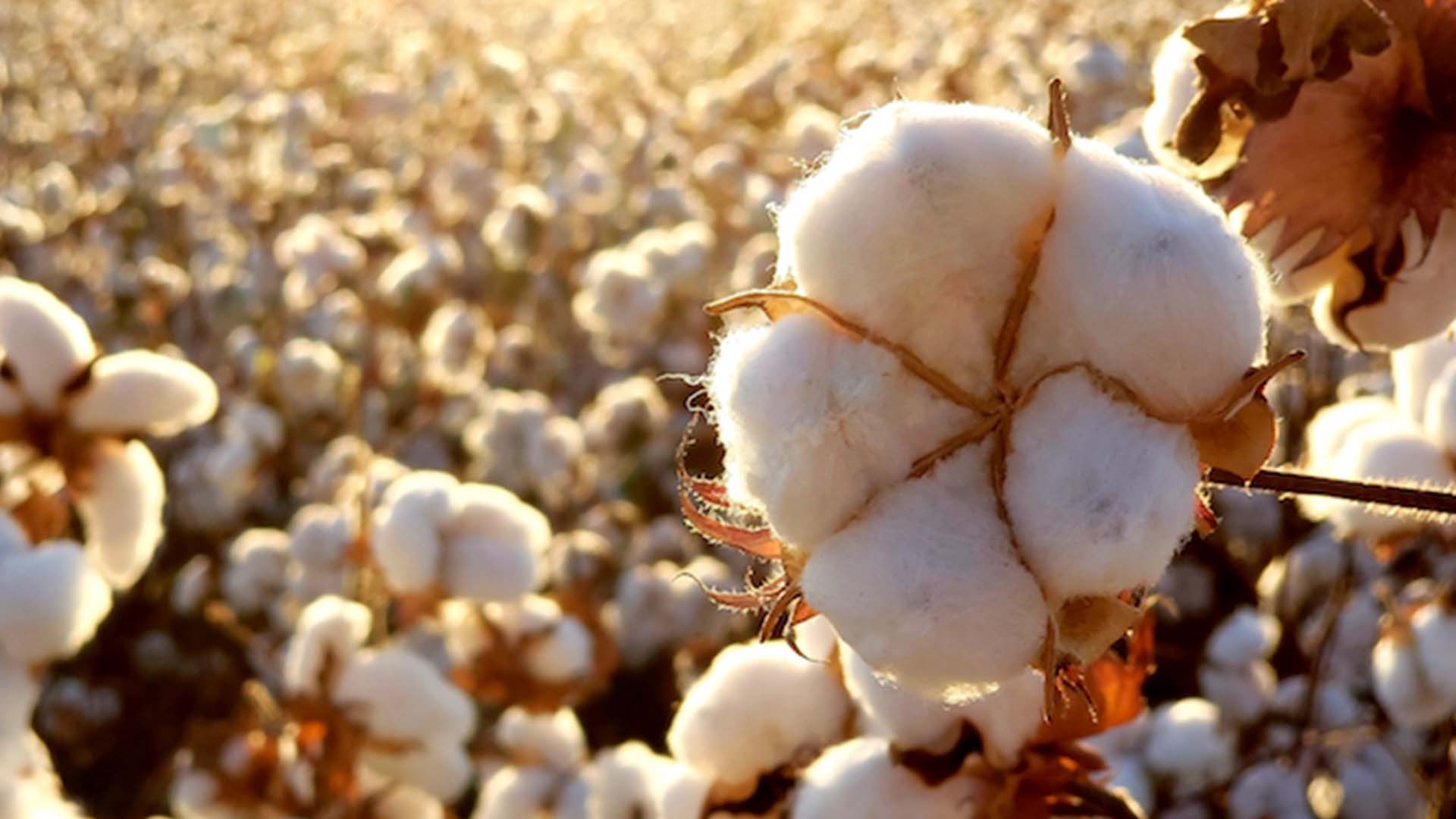 Algodão fecha com altas e amplia ganhos na Bolsa de Nova York