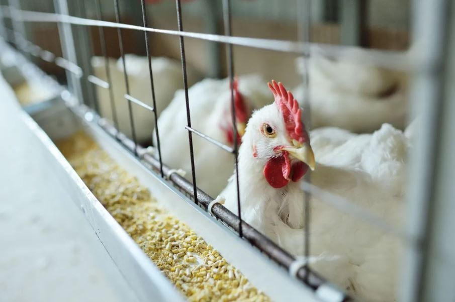 Influenza aviária reaparece na Holanda e leva ao abate de mais de 135 mil aves