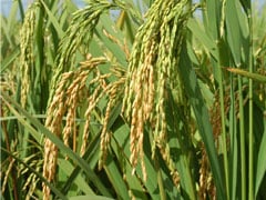 Mercado de defensivos para arroz irrigado movimenta US$ 262 milhões, com ligeira queda frente à safra anterior