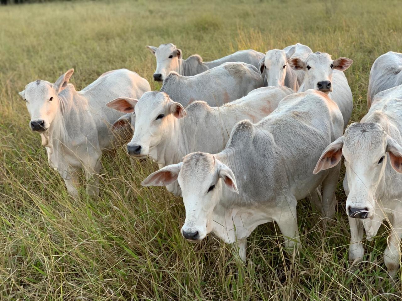 Boi: Cotações futuras finalizam a sessão desta 2ª com ligeiros ganhos
