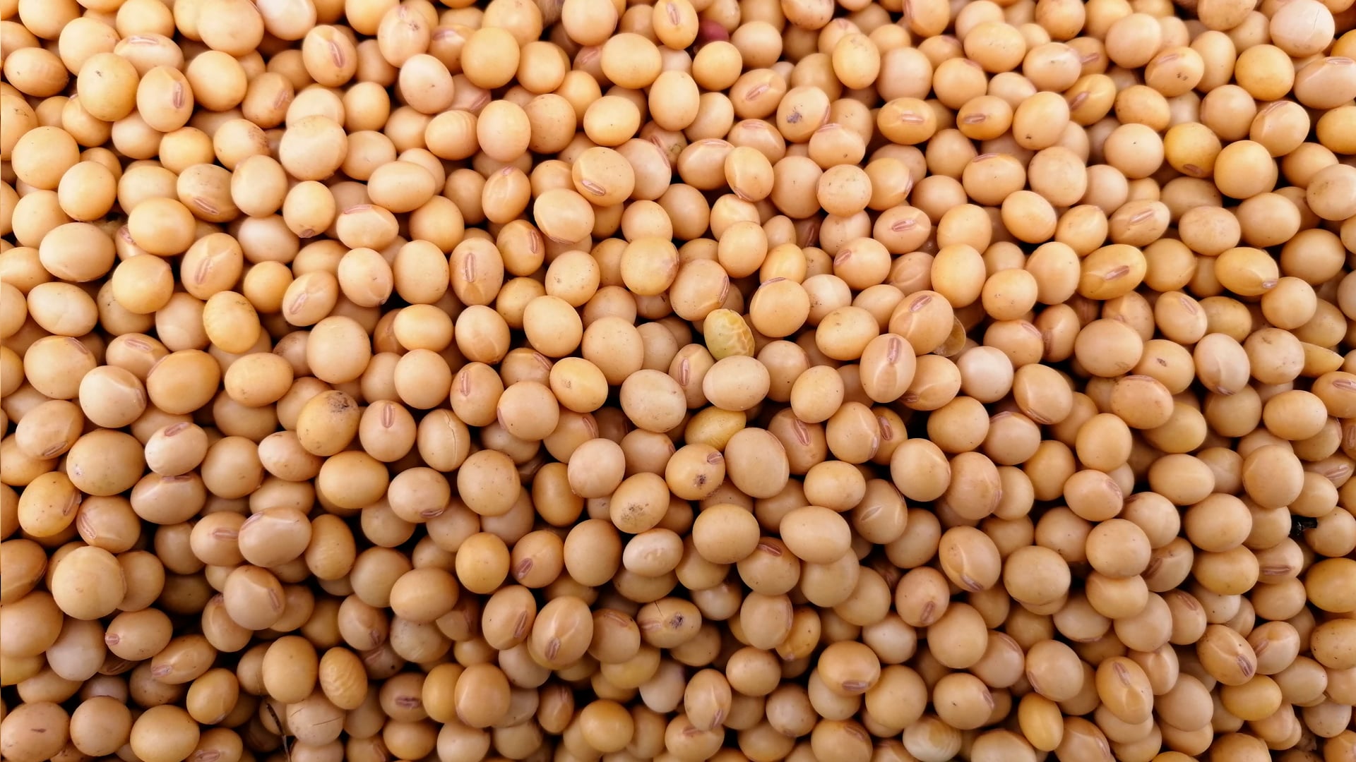 Soja volta a subir na Bolsa de Chicago nesta 6ª feira, acompanhando bons ganhos do farelo