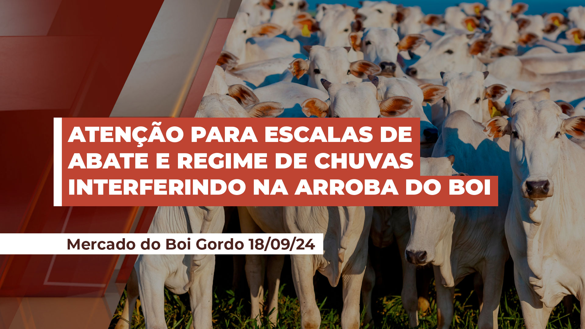 Evolução das escalas de abate e regime de chuvas podem influenciar ...