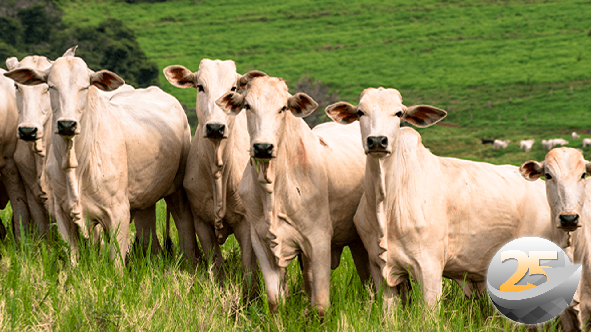 Boi: mercado interno se prepara para o dia das mães com correção na