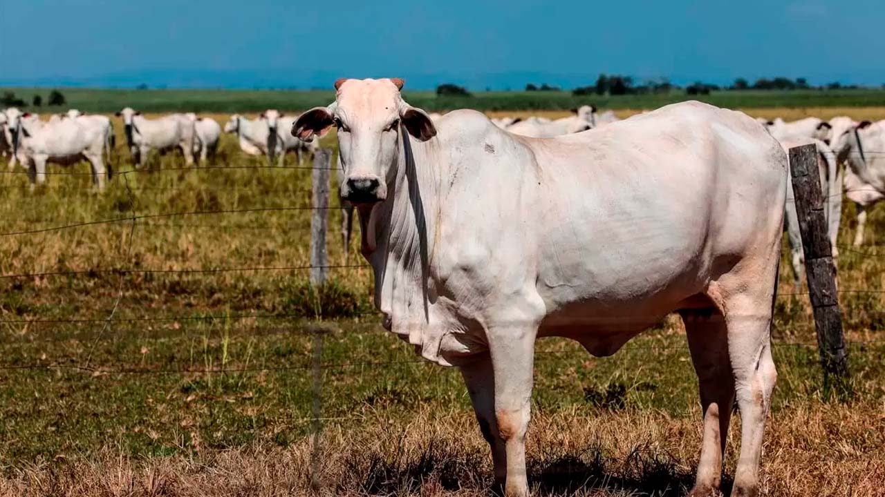 Boi/Cepea: Preços do boi e da carne seguem firmes