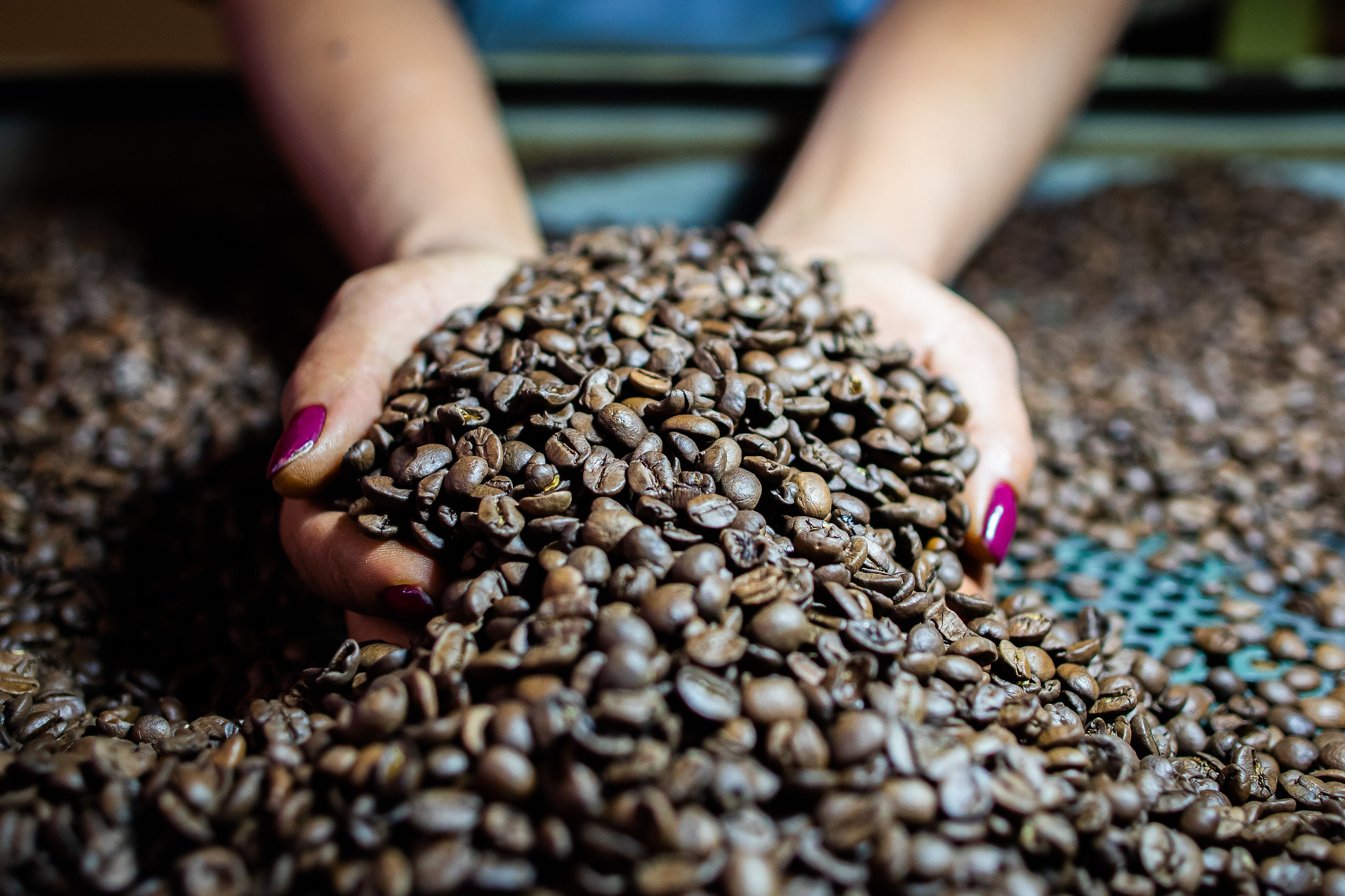 Atraso nas vendas do café conilon traz risco ao mercado, afirma Pine Agronegócios