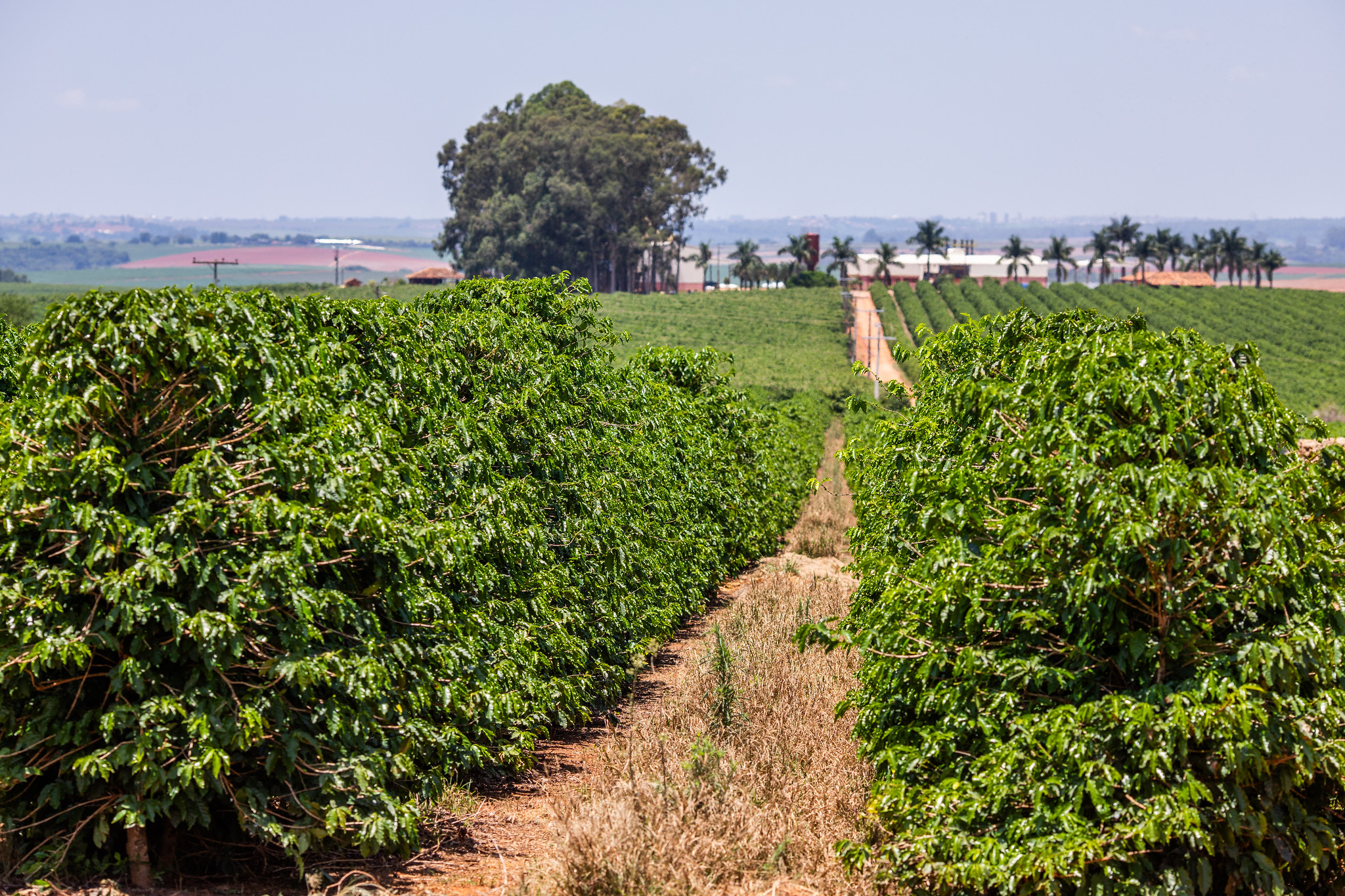 Diesel em disparada pressiona colheita do café e acende alerta sobre custos e logística no campo