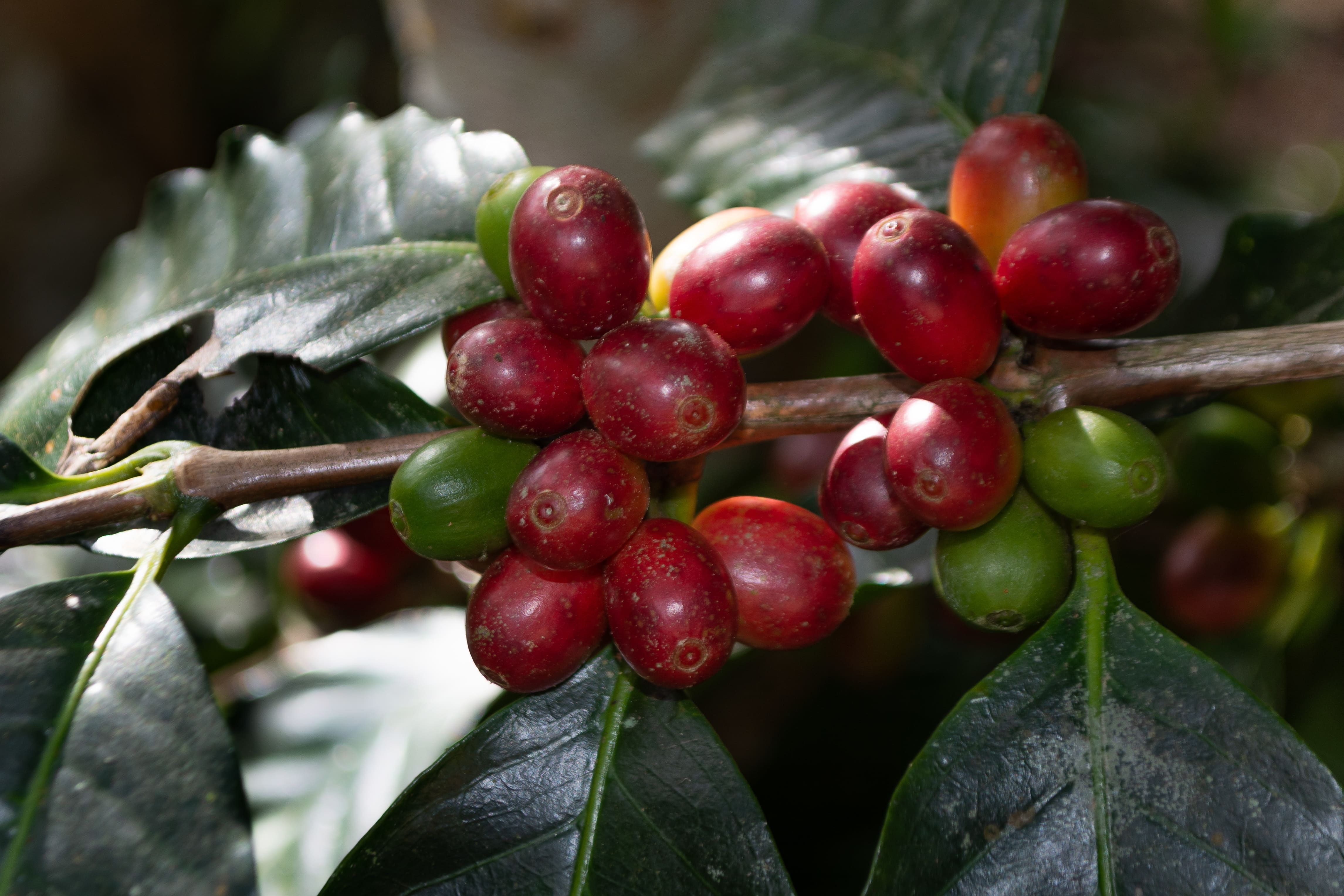 Exportações do agro mineiro registram US$ 9,7 bilhões de janeiro a julho