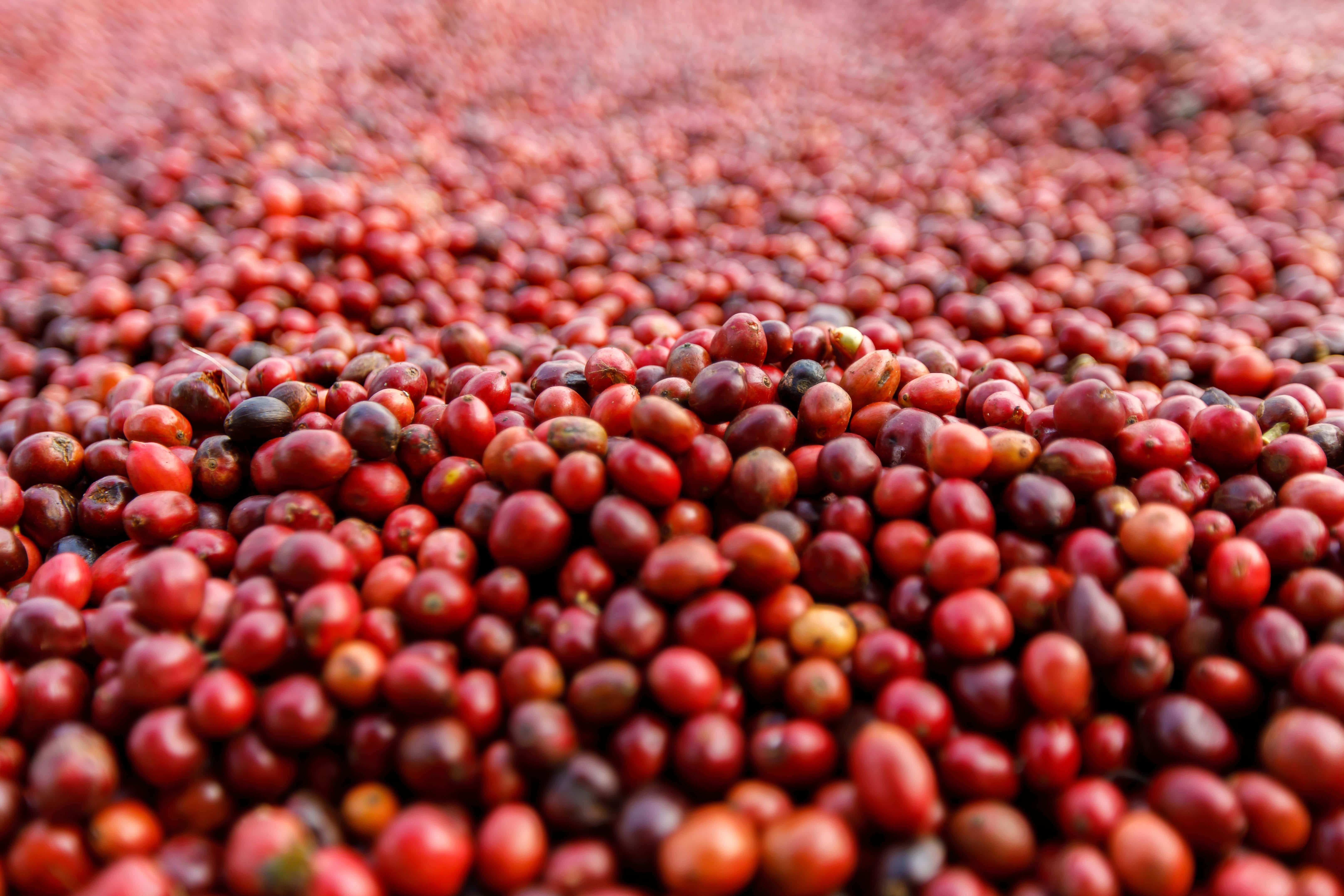 Café: Dinâmica dos preços em meio a números mistos do USDA para as safras do Vietnã e do Brasil